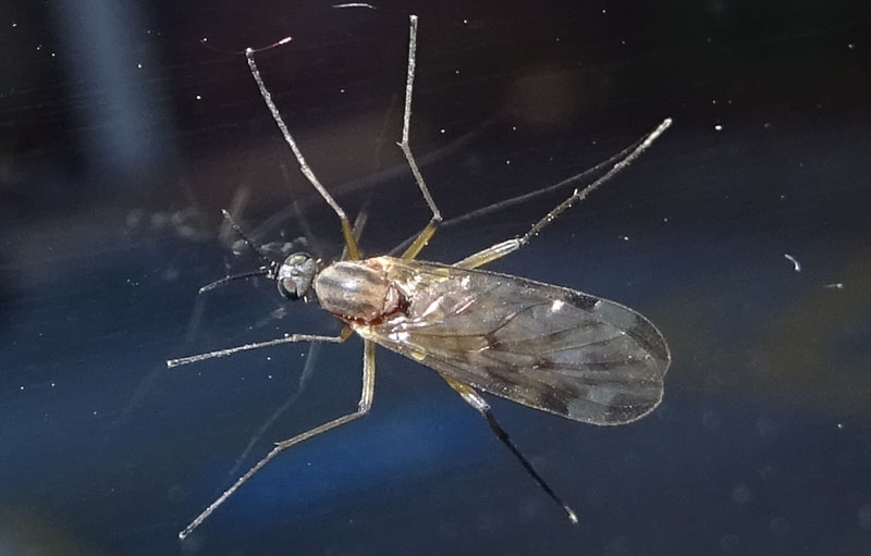 Anisopodidae: Sylvicola sp.